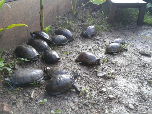 centro tortuguero